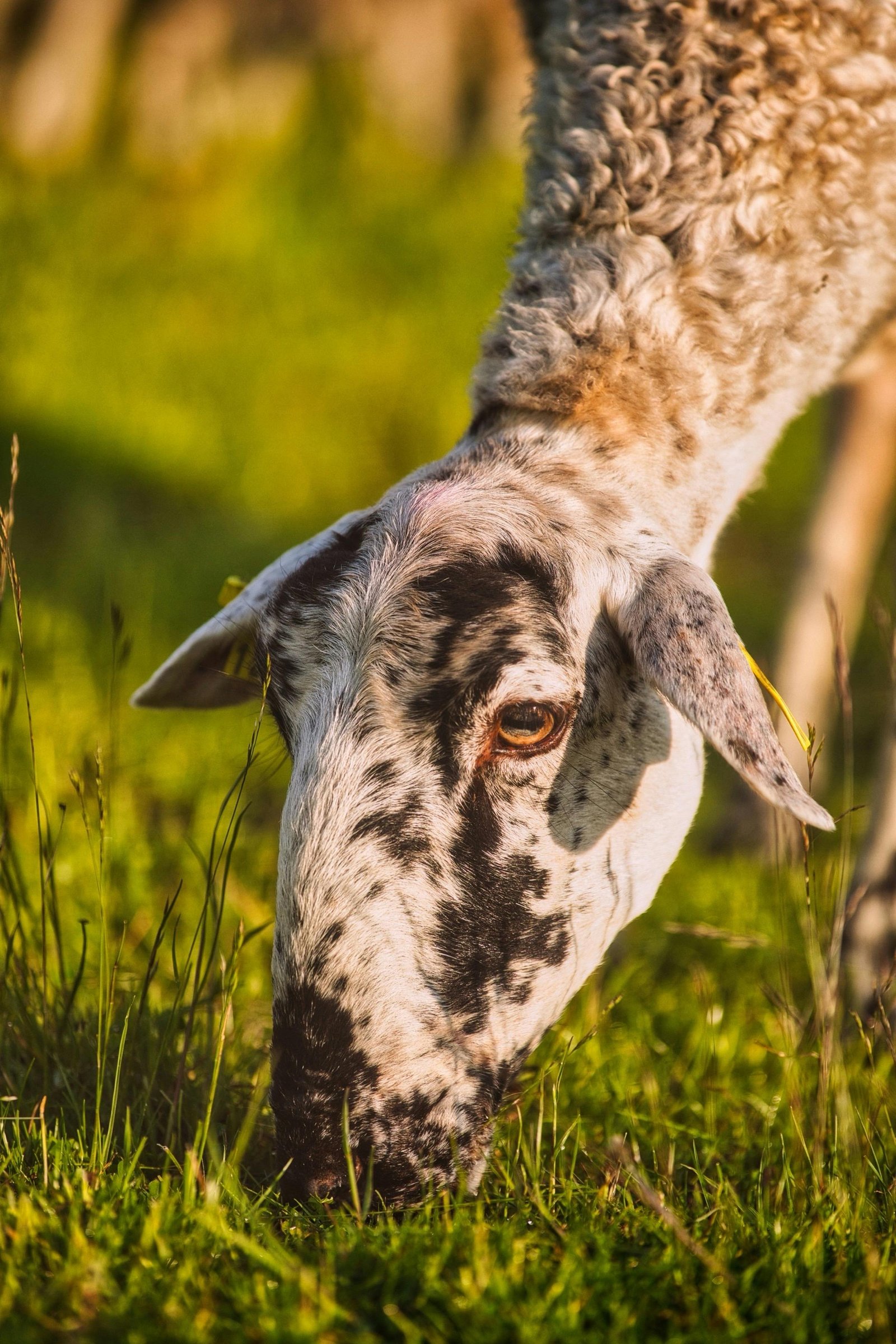 Isolation naturelle en laine de mouton dans une maison rénovée