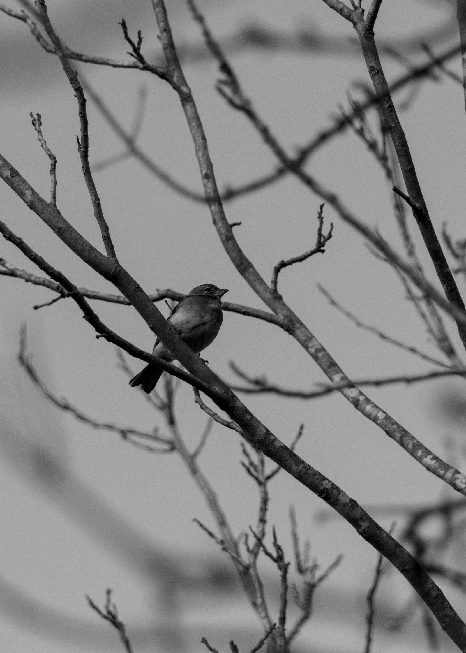 Détail d’un isolant écologique en chanvre posé dans une ossature bois